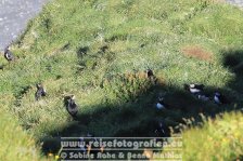 Island | Suðurland | Dyrhólaey | Papageitaucher |
