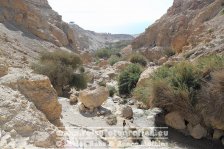 Israel | Südbezirk | Negev | En Gedi |