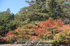 Japan | Honshū | Kinki/Kansai | Kyōto | Jingo-ji |