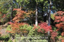 Japan | Honshū | Kinki/Kansai | Kyōto | Jingo-ji |