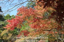 Japan | Honshū | Kinki/Kansai | Kyōto | Jingo-ji |