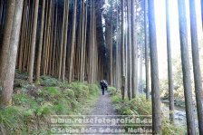 Japan | Honshū | Kinki/Kansai | Kyōto | Wanderung am Kiyotaki Kawa |