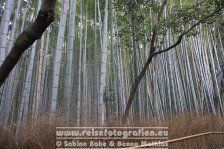 Japan | Honshū | Kinki/Kansai | Kyōto | Arashiyama Bamboo Grove |