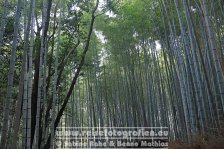 Japan | Honshū | Kinki/Kansai | Kyōto | Arashiyama Bamboo Grove |