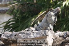 Mexiko | Yucatán Halbinsel | Bundesstaat Quintana Roo | Tulum |