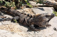 Mexiko | Yucatán Halbinsel | Bundesstaat Quintana Roo | Tulum |