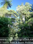 Neuseeland | Nordinsel | Northland | Neuseeländischer Kauri-Baum |