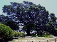 Neuseeland | Nordinsel | Waikato | Coromandel-Halbinsel | Cooks Beach |