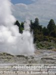 Neuseeland | Nordinsel | Bay of Plenty | Rotorua | Whakarewarewa | Pohutu-Geysir 