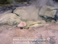 Neuseeland | Nordinsel | Bay of Plenty | Rotorua | Whakarewarewa |