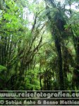 Neuseeland | Südinsel | West Coast | Westland-Nationalpark |