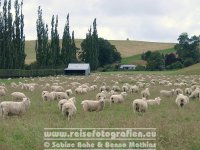 Neuseeland | Südinsel | Schafzucht |