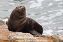 Neuseeland | Südinsel | Otago | Moeraki | Robbe |