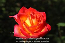 Neuseeland | Südinsel | Canterbury | Christchurch | botanischer Garten | Tequila Sunrise |