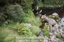 Neuseeland | Südinsel | West Coast | Fox Glacier Village | Lake Matheson |