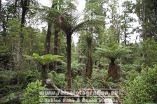 Neuseeland | Südinsel | West Coast | Fox Glacier Village | Lake Matheson |