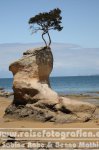 Neuseeland | Südinsel | Tasman | Abel-Tasman-Nationalpark |