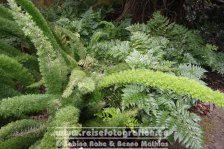 Portugal | Madeira | Funchal | Jardim Botanico |