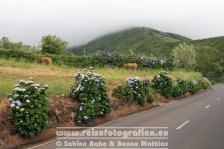 Portugal | Autonome Region Azoren | Faial | Pedro Miguel | EN 1-1a |