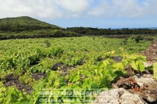 Portugal | Autonome Region Azoren | Pico | Criação Velha | Weinanbau am Fuß des Pico (2351m) |