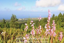 Portugal | Autonome Region Azoren | São Miguel | Sete Cidades |