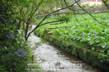 Portugal | Autonome Region Azoren | São Miguel | Furnas | Terra Nostra Garden |