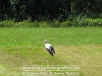 Elberadweg | Deutschland | Sachsen-Anhalt | Zwischen Pretzsch und Lutherstadt Wittenberg | Storch |