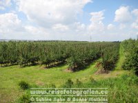 Elberadweg | Deutschland | Niedersachsen | Altes Land | Obstplantagen |