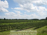 Elberadweg | Deutschland | Niedersachsen | Altes Land | Obstplantagen |