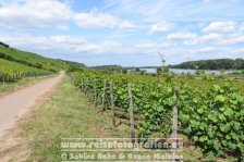 Rheinradweg | Deutschland | Rheinland-Pfalz | Nierstein | Weinberg |