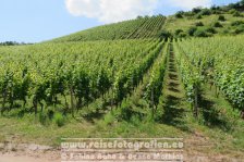 Rheinradweg | Deutschland | Rheinland-Pfalz | Nierstein | Weinberg |