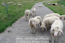 Rheinradweg | Deutschland | Nordrhein Westfalen | Niedermörmter |  Deichschaf |