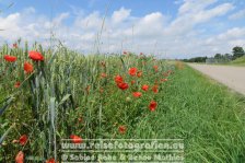 Donauradweg | Deutschland | Bayern | Donauradweg bei Gundelfingen |