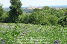 Donauradweg | Deutschland | Bayern | Donauradweg bei Neuburg |