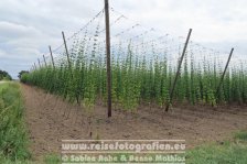 Donauradweg | Deutschland | Bayern | Hopfen Anbau|