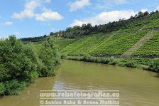 Neckartal-Radweg | Deutschland | Baden-Württemberg | Neckar bei Hessigheim |