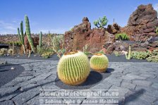 Spanien | Kanaren | Lanzarote | Guatiza | Jardín de Cactus |