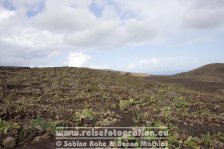 Spanien | Kanaren | Lanzarote | Kakteenfelder |