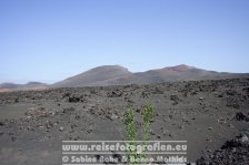 Spanien | Kanaren | Lanzarote | Timanfaya-Nationalpark |