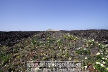 Spanien | Kanaren | Lanzarote | Frühling |