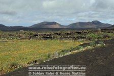 Spanien | Kanaren | Provinz Las Palmas | Lanzarote | Bei La Geria |