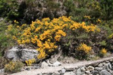 Spanien | Pyrenäen | Cataluña | Barruera | Parque Nacional Aigüestortes |