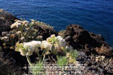 Spanien | Kanaren | Provinz Santa Cruz de Tenerife | La Palma | Los Llanos de Aridane | Puerto Naos |