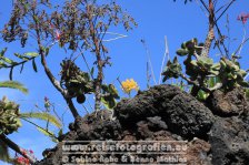 Spanien | Kanaren | Provinz Santa Cruz de Tenerife | La Palma | Los Llanos de Aridane | Parque Antonio Gómez Felipe |