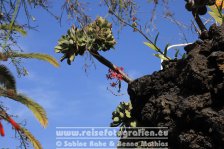 Spanien | Kanaren | Provinz Santa Cruz de Tenerife | La Palma | Los Llanos de Aridane | Parque Antonio Gómez Felipe |