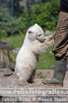 Deutschland | Berlin | Berlin | Berlin-Mitte | Zoologische Garten Berlin | Eisbär Knut |