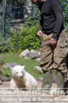 Deutschland | Berlin | Berlin | Berlin-Mitte | Zoologische Garten Berlin | Eisbär Knut |