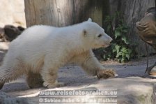 Deutschland | Berlin | Berlin | Berlin-Mitte | Zoologische Garten Berlin | Eisbär Knut |