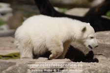 Deutschland | Berlin | Berlin | Berlin-Mitte | Zoologische Garten Berlin | Eisbär Knut |