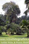 Singapur | Botanische Gärten Singapur |